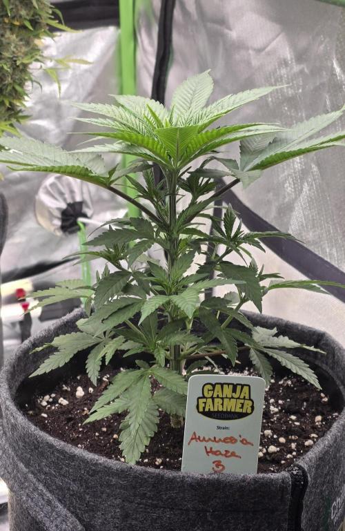 Amnesia Haze (B) Ganja Farmer. Week 6