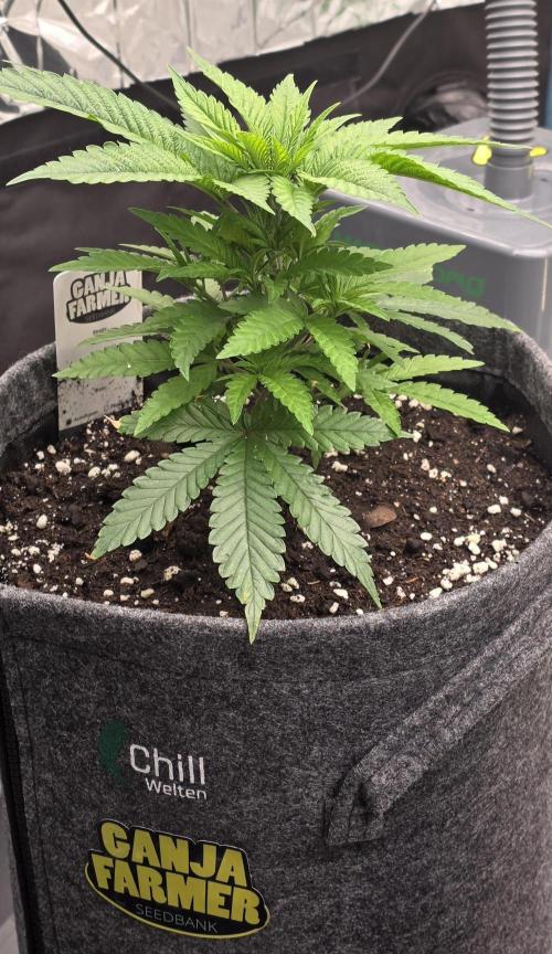 Amnesia Haze (B) Ganja Farmer. Week 6