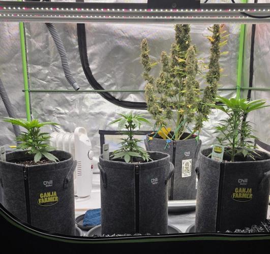 Amnesia Haze (B) Ganja Farmer. Week 6