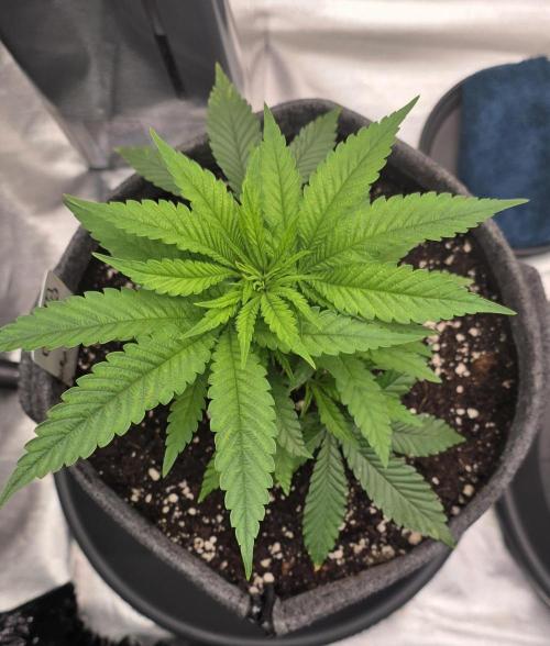 Amnesia Haze (B) Ganja Farmer. Week 6