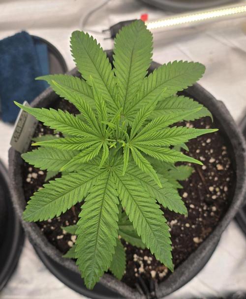 Amnesia Haze (B) Ganja Farmer. Week 6