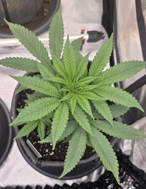Amnesia Haze (B) Ganja Farmer. Week 6
