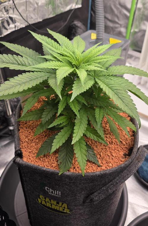 Amnesia Haze (B) Ganja Farmer. Week 6