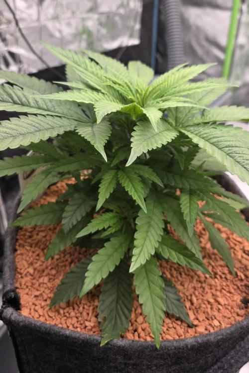 Amnesia Haze (B) Ganja Farmer. Week 6