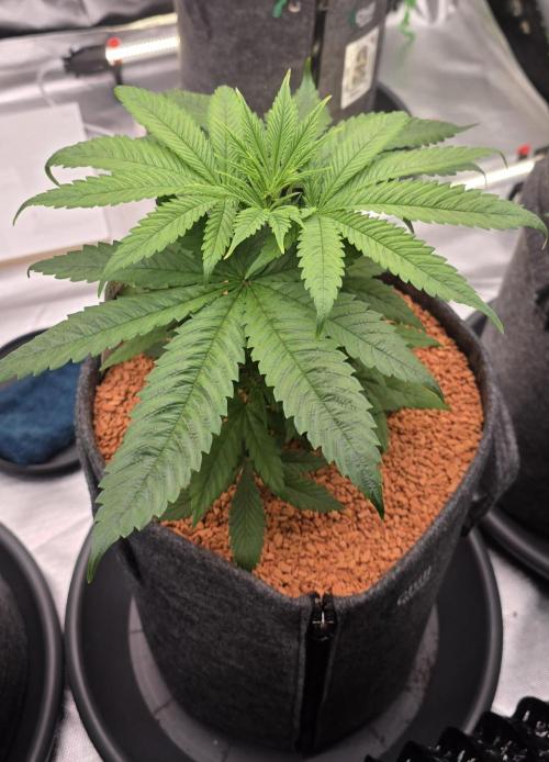 Amnesia Haze (B) Ganja Farmer. Week 6