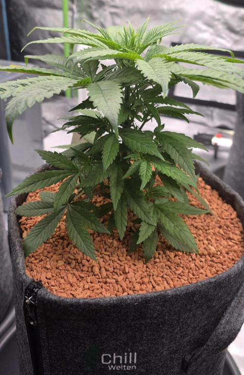 Amnesia Haze (B) Ganja Farmer. Week 6