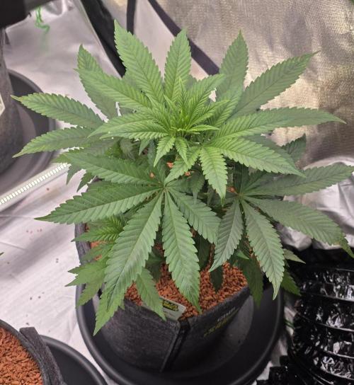 Amnesia Haze (B) Ganja Farmer. Week 6