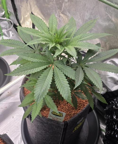 Amnesia Haze (B) Ganja Farmer. Week 6