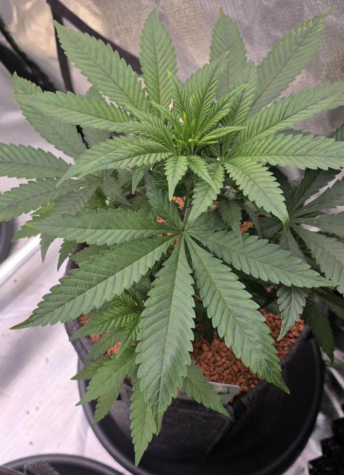 Amnesia Haze (B) Ganja Farmer. Week 6