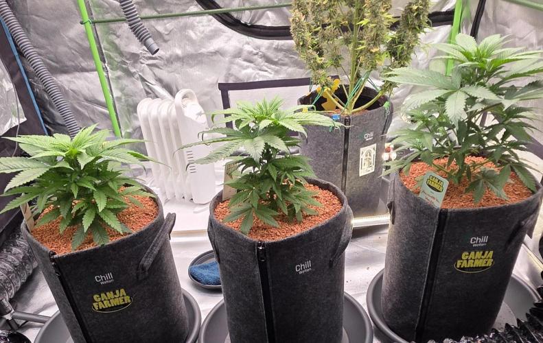 Amnesia Haze (B) Ganja Farmer. Week 6