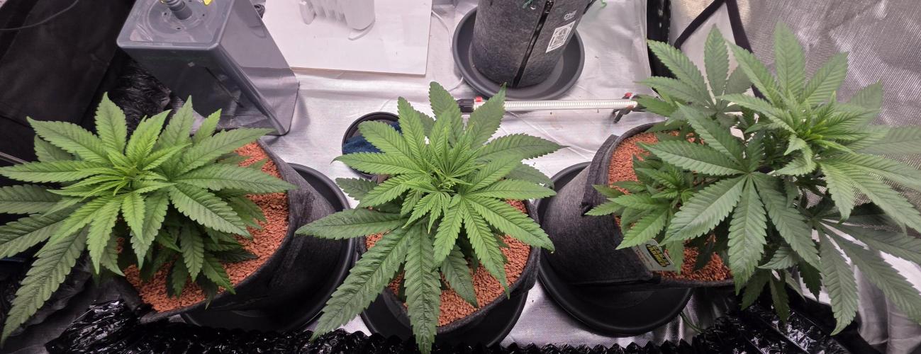 Amnesia Haze (B) Ganja Farmer. Week 6