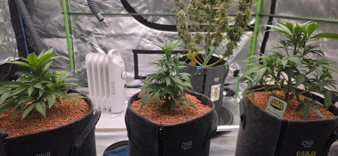 Amnesia Haze (B) Ganja Farmer. Week 6