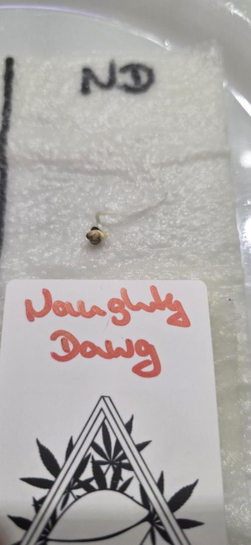 Naughty Dawg-Wunderbohnen-SeedsOfAnarchy. Week 0