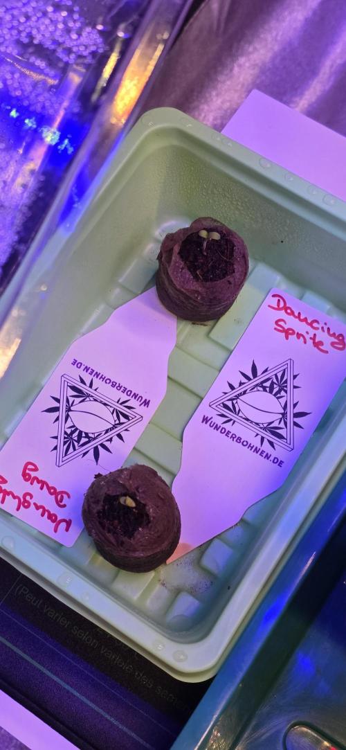 Naughty Dawg-Wunderbohnen-SeedsOfAnarchy. Week 0