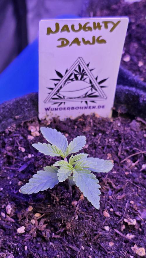 Naughty Dawg-Wunderbohnen-SeedsOfAnarchy. Week 2