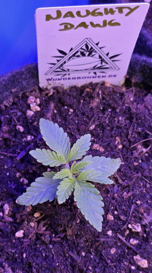 Naughty Dawg-Wunderbohnen-SeedsOfAnarchy. Week 2