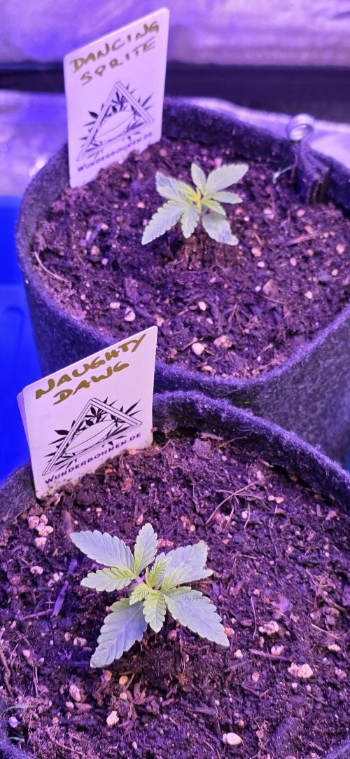 Naughty Dawg-Wunderbohnen-SeedsOfAnarchy. Week 2