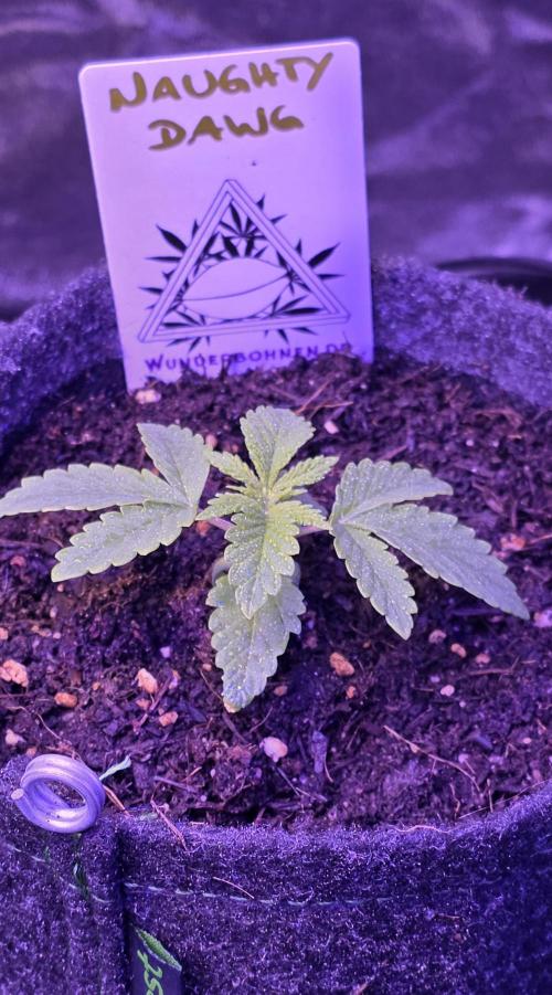 Naughty Dawg-Wunderbohnen-SeedsOfAnarchy. Week 2