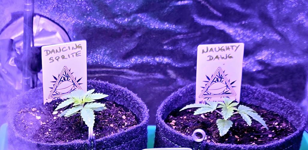 Naughty Dawg-Wunderbohnen-SeedsOfAnarchy. Week 2