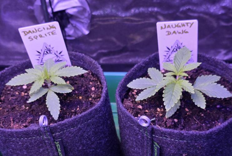 Naughty Dawg-Wunderbohnen-SeedsOfAnarchy. Week 2