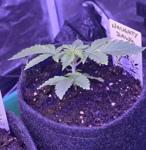Naughty Dawg-Wunderbohnen-SeedsOfAnarchy. Week 2