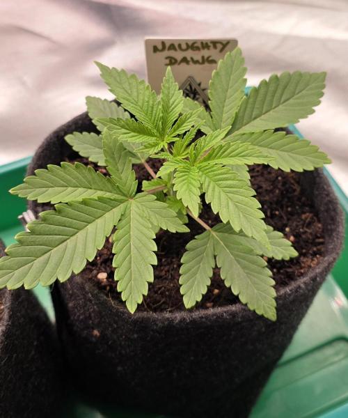 Naughty Dawg-Wunderbohnen-SeedsOfAnarchy. Week 3