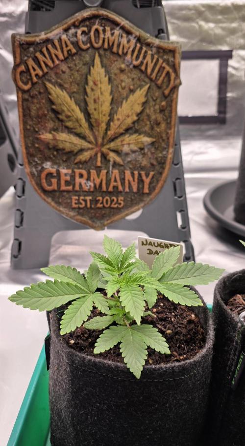 Naughty Dawg-Wunderbohnen-SeedsOfAnarchy. Week 3