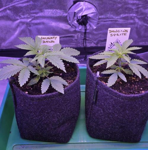 Naughty Dawg-Wunderbohnen-SeedsOfAnarchy. Week 3