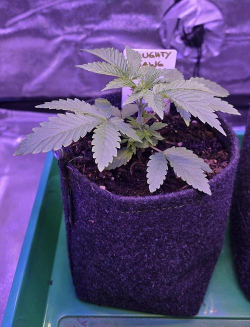 Naughty Dawg-Wunderbohnen-SeedsOfAnarchy. Week 3