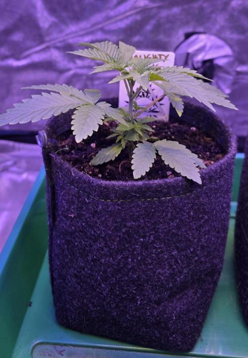 Naughty Dawg-Wunderbohnen-SeedsOfAnarchy. Week 3