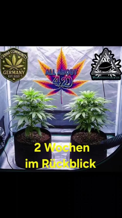 Naughty Dawg-Wunderbohnen-SeedsOfAnarchy