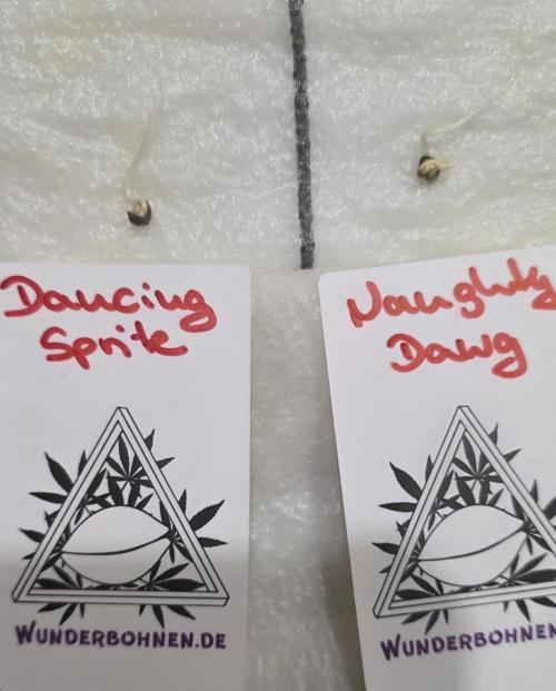 Dancing Sprite-Wunderbohnen-SeedsOfAnarc. Week 0