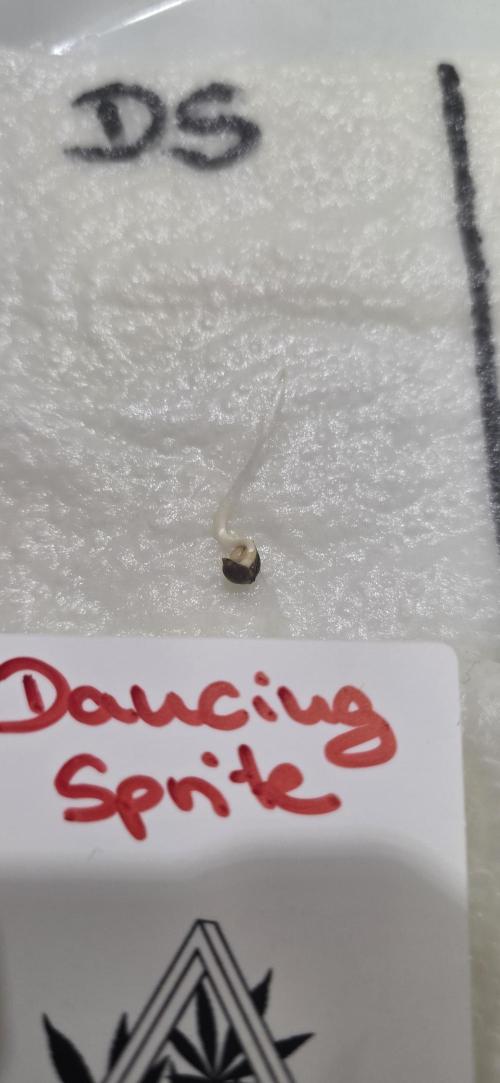 Dancing Sprite-Wunderbohnen-SeedsOfAnarc. Week 0