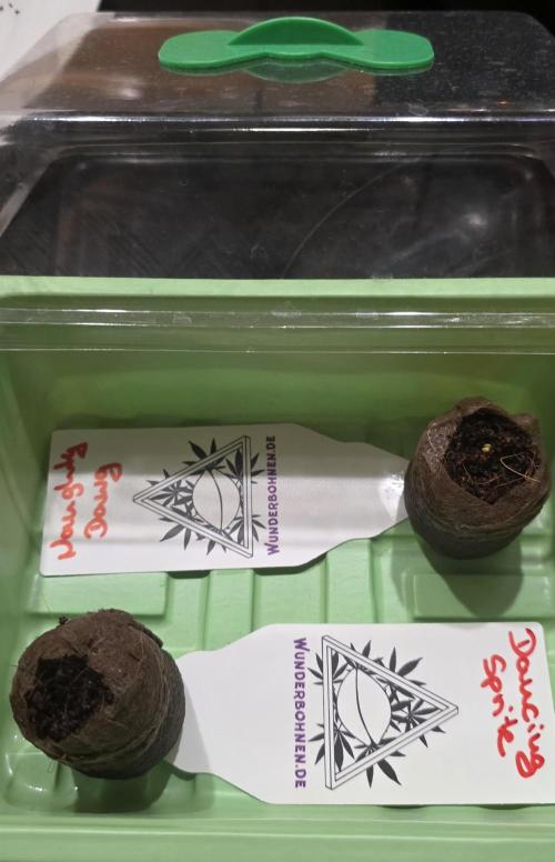 Dancing Sprite-Wunderbohnen-SeedsOfAnarc. Week 0