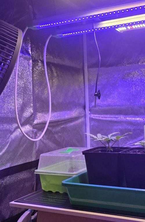 Dancing Sprite-Wunderbohnen-SeedsOfAnarc. Week 0