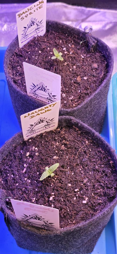 Dancing Sprite-Wunderbohnen-SeedsOfAnarc. Week 1