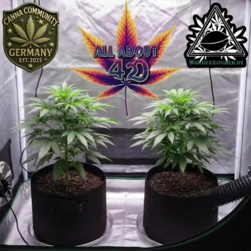 Dancing Sprite-Wunderbohnen-SeedsOfAnarc