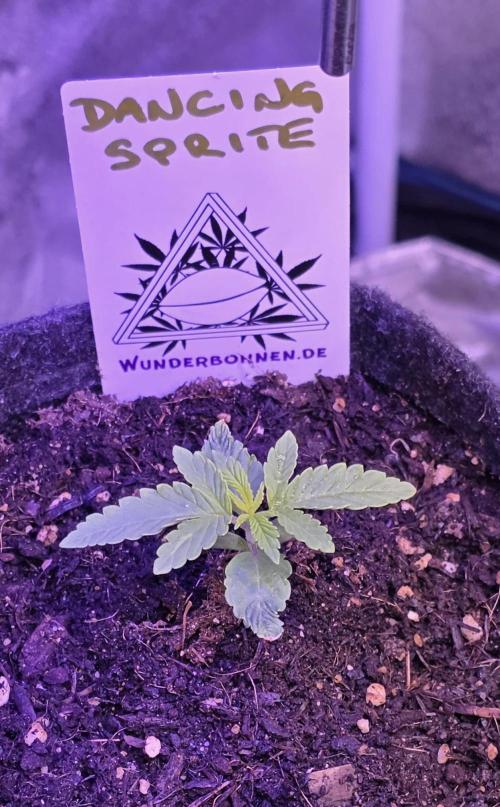 Dancing Sprite-Wunderbohnen-SeedsOfAnarc. Week 2