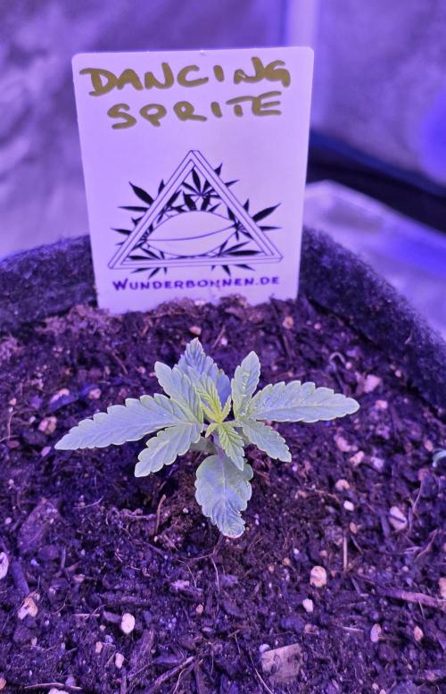 Dancing Sprite-Wunderbohnen-SeedsOfAnarc. Week 2