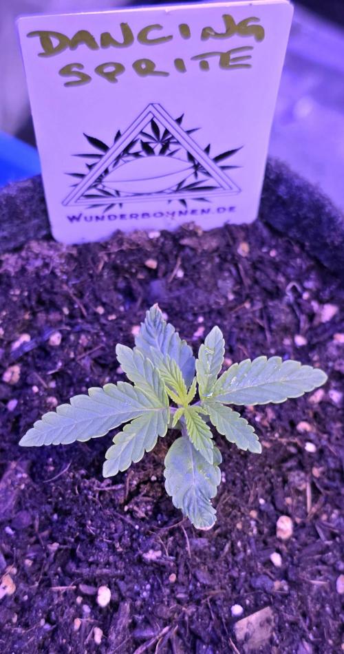 Dancing Sprite-Wunderbohnen-SeedsOfAnarc. Week 2