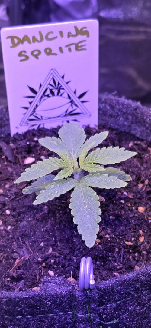 Dancing Sprite-Wunderbohnen-SeedsOfAnarc. Week 2