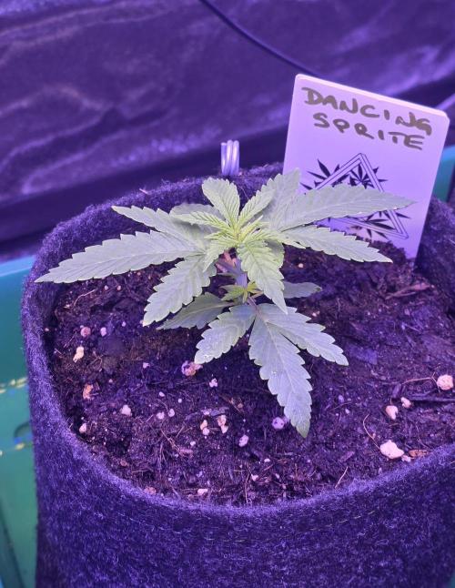 Dancing Sprite-Wunderbohnen-SeedsOfAnarc. Week 2