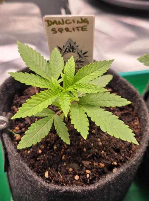 Dancing Sprite-Wunderbohnen-SeedsOfAnarc. Week 3