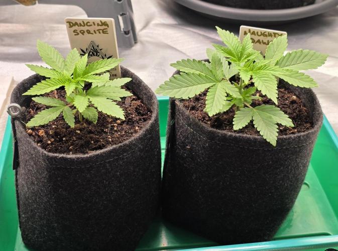 Dancing Sprite-Wunderbohnen-SeedsOfAnarc. Week 3