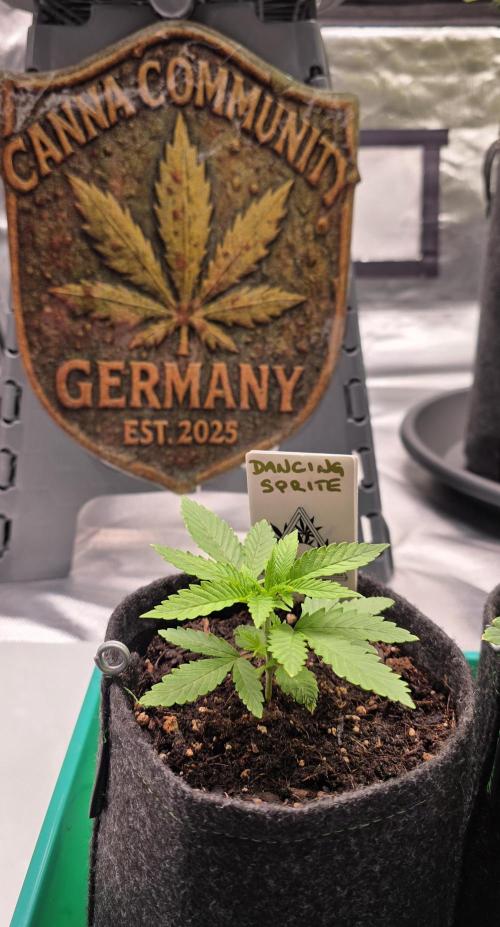 Dancing Sprite-Wunderbohnen-SeedsOfAnarc. Week 3