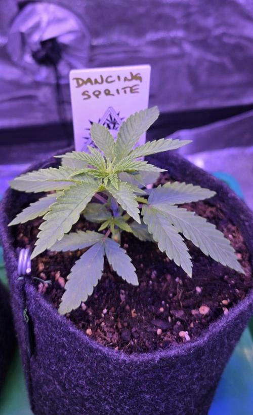 Dancing Sprite-Wunderbohnen-SeedsOfAnarc. Week 3