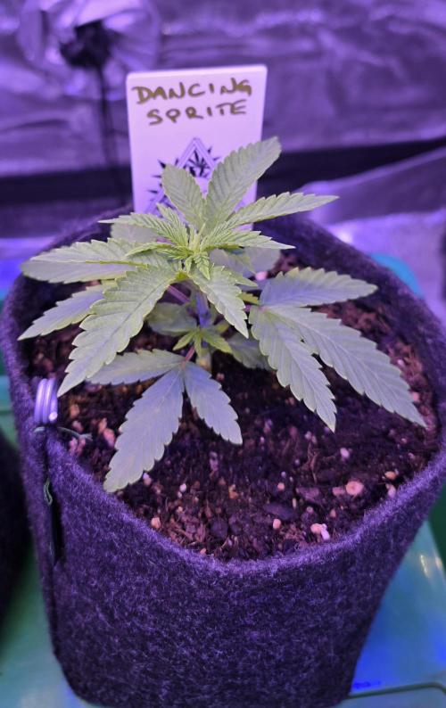 Dancing Sprite-Wunderbohnen-SeedsOfAnarc. Week 3