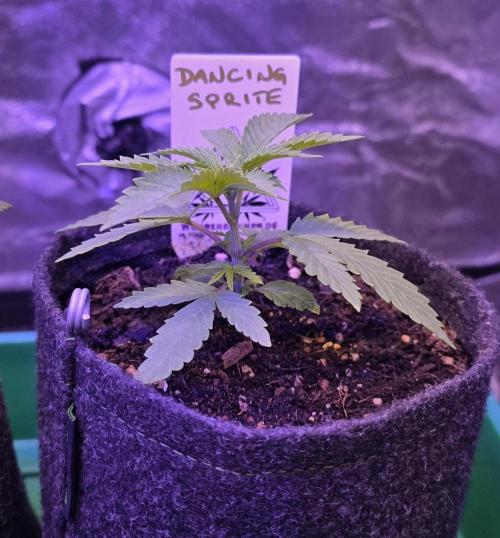 Dancing Sprite-Wunderbohnen-SeedsOfAnarc. Week 3