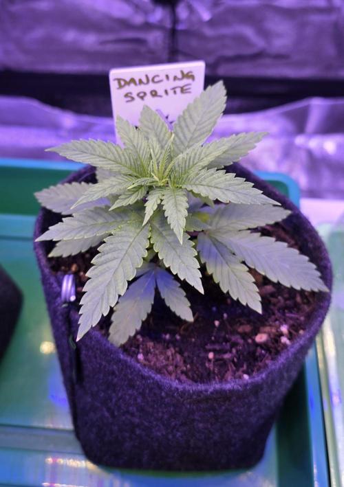 Dancing Sprite-Wunderbohnen-SeedsOfAnarc. Week 3