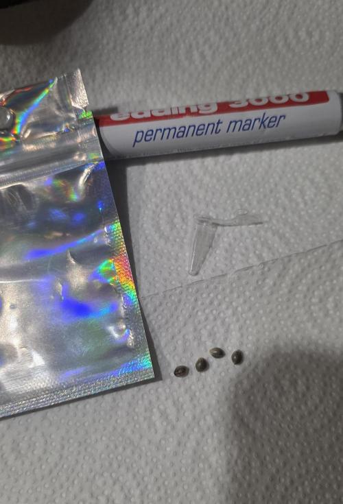 Permanent Marker - Traphouse Genetics. Week 0